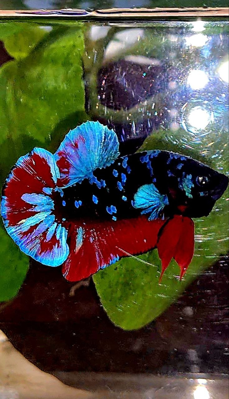 PLAKAT BLACK GALAXY AVATAR BLUE VAMPIRE BETTA FISH