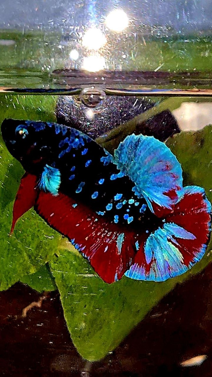 PLAKAT BLACK GALAXY AVATAR BLUE VAMPIRE BETTA FISH
