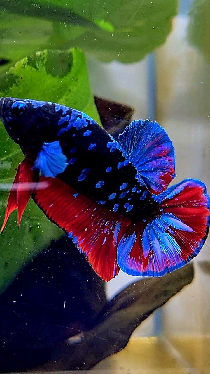 PLAKAT BLACK GALAXY AVATAR BLUE VAMPIRE BETTA FISH
