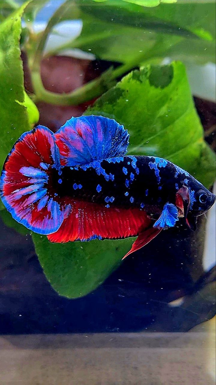 PLAKAT BLACK GALAXY AVATAR BLUE VAMPIRE BETTA FISH