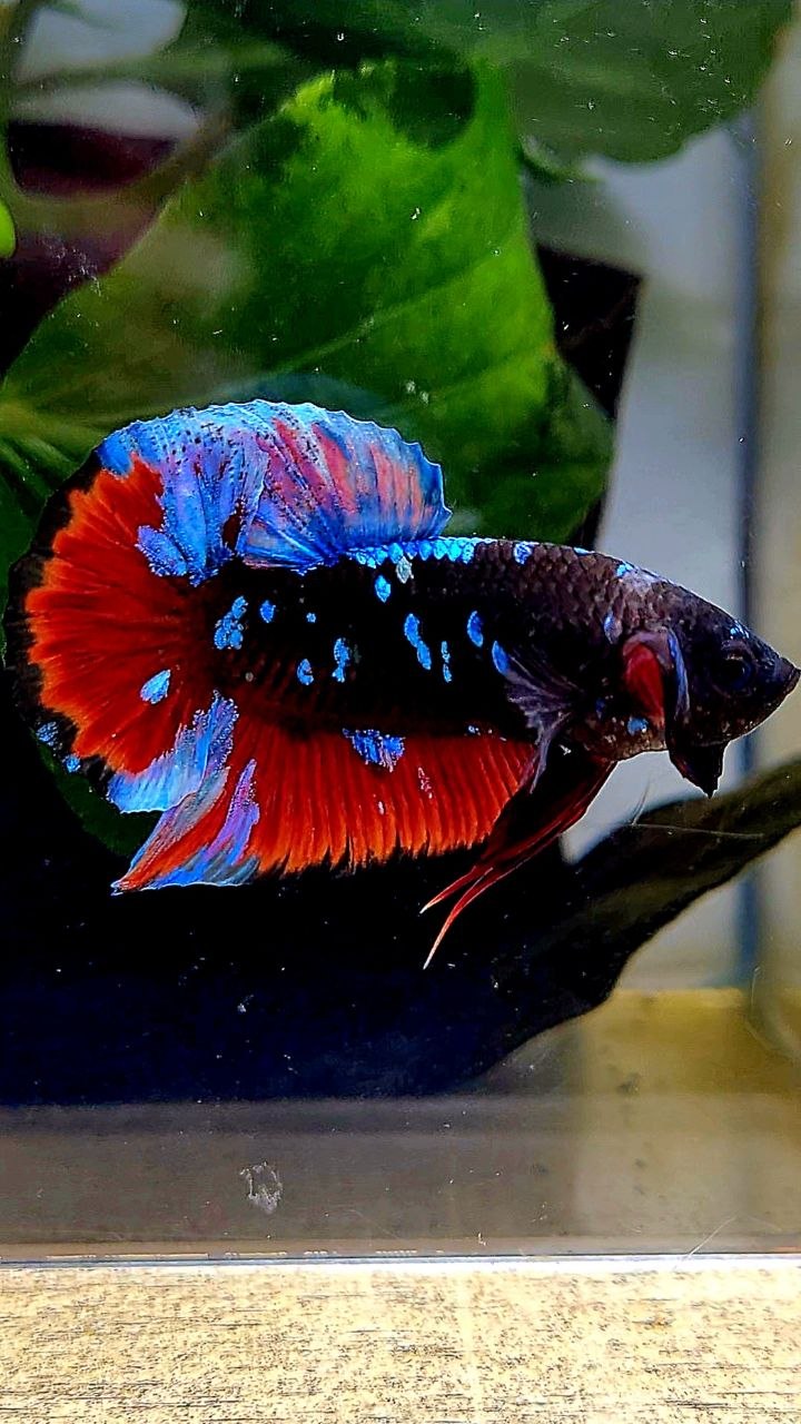 PLAKAT EMERALD BLACK GALAXY AVATAR VAMPIRE BETTA FISH