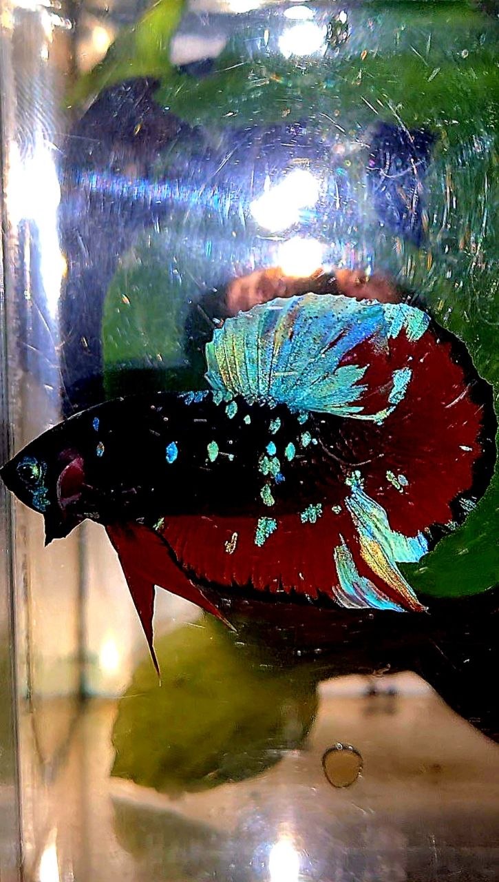 PLAKAT EMERALD BLACK GALAXY AVATAR VAMPIRE BETTA FISH