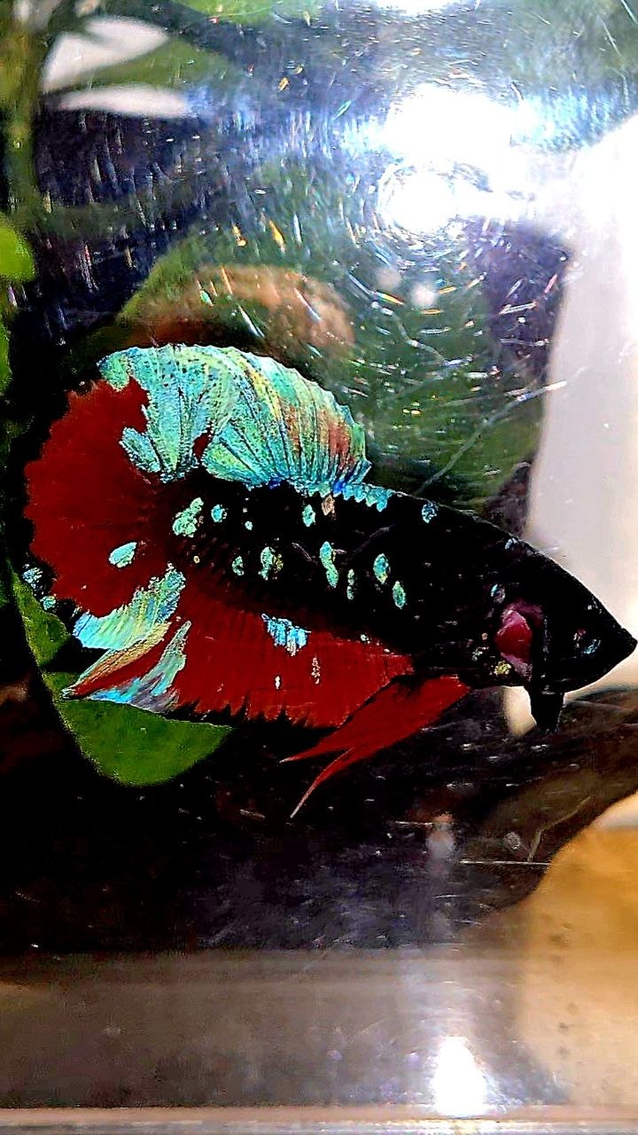 PLAKAT EMERALD BLACK GALAXY AVATAR VAMPIRE BETTA FISH