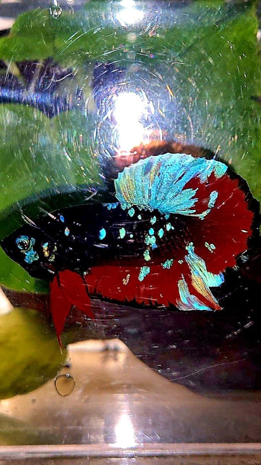 PLAKAT EMERALD BLACK GALAXY AVATAR VAMPIRE BETTA FISH