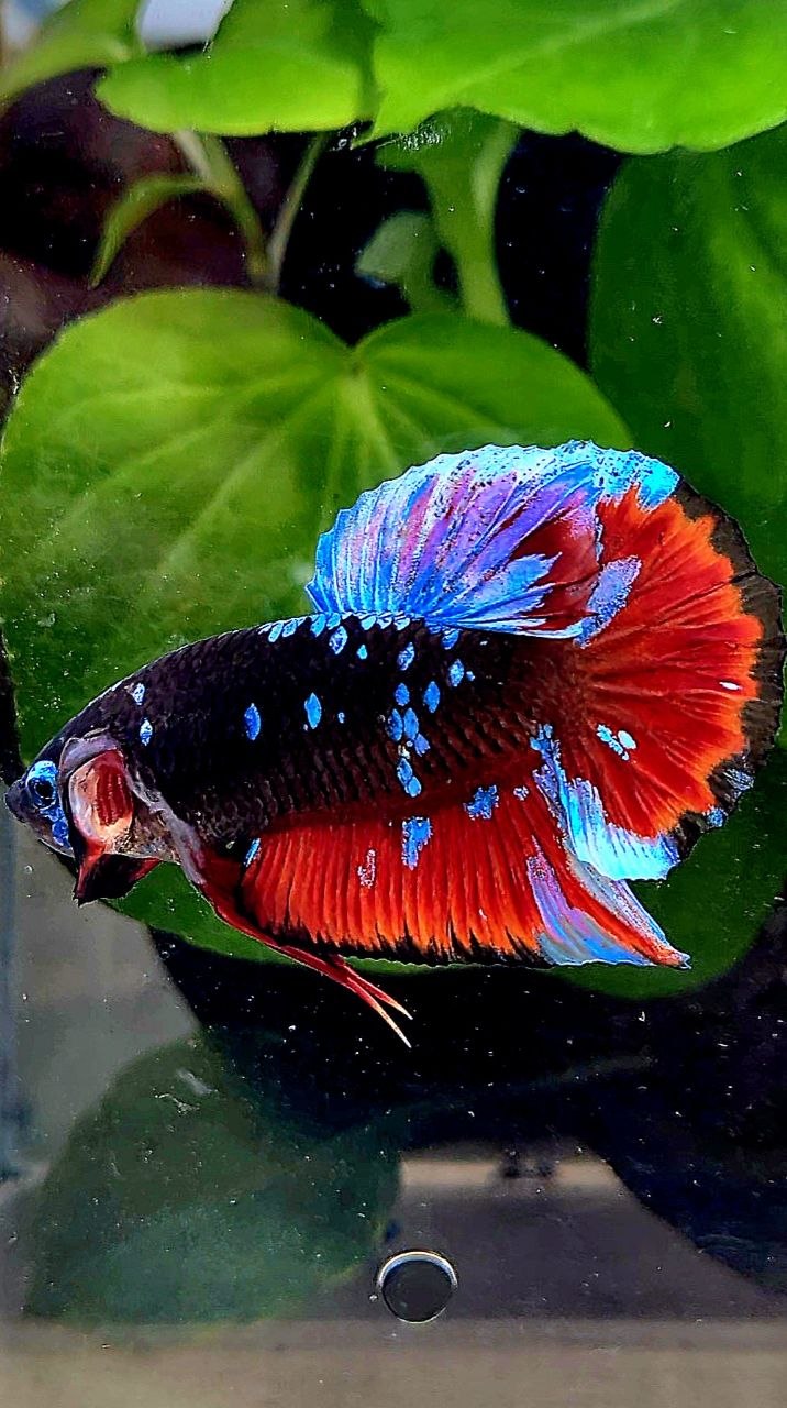 PLAKAT EMERALD BLACK GALAXY AVATAR VAMPIRE BETTA FISH