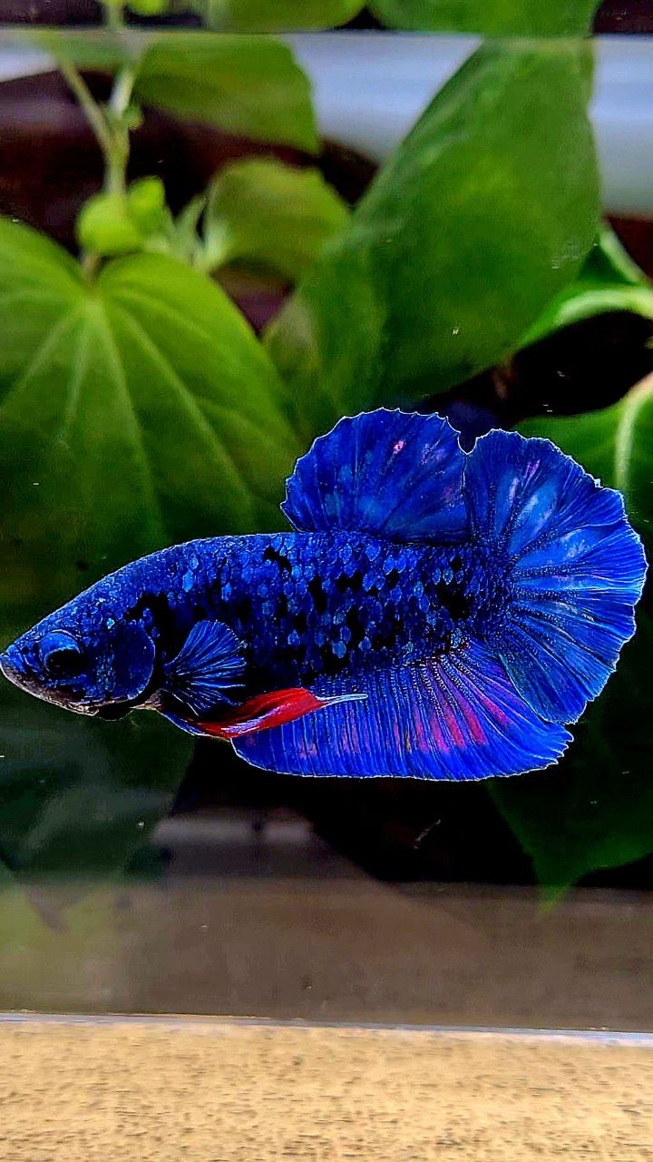 PLAKAT AVATAR BLUE BETTA FISH