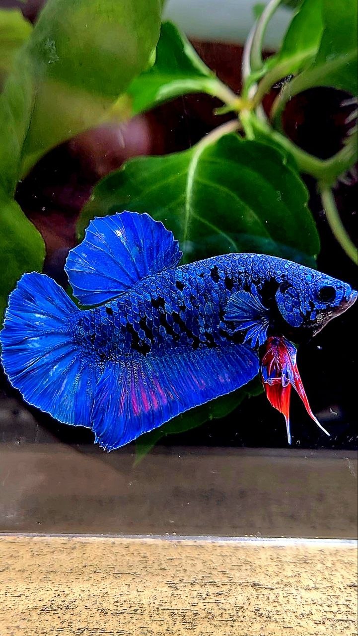 PLAKAT AVATAR BLUE BETTA FISH