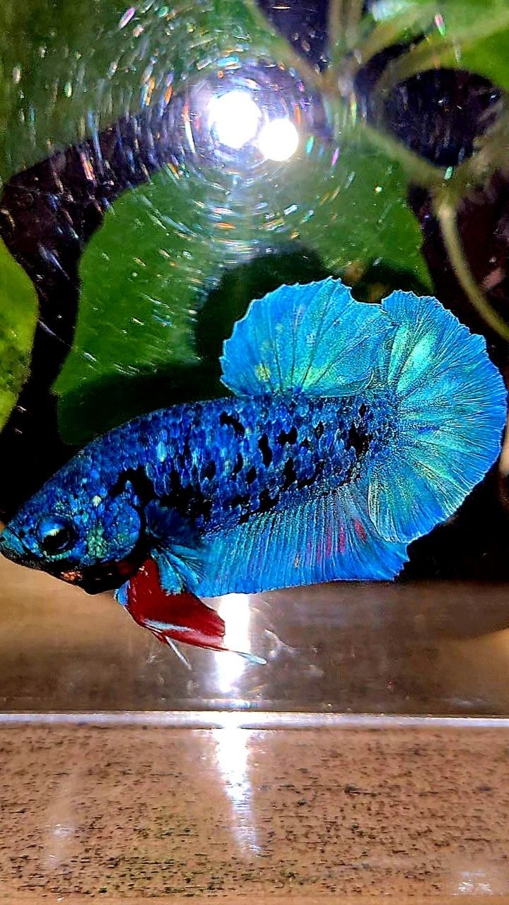 PLAKAT AVATAR BLUE BETTA FISH