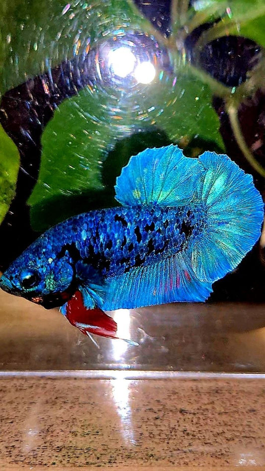 PLAKAT AVATAR BLUE BETTA FISH