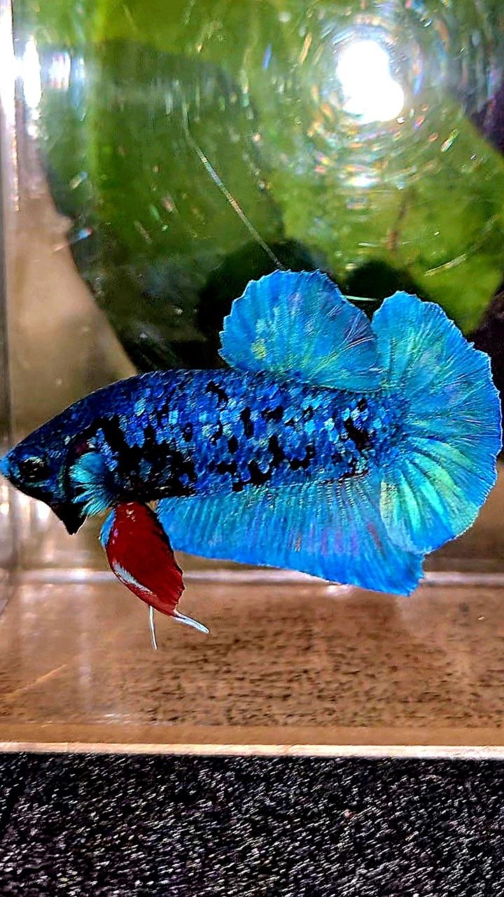 PLAKAT AVATAR BLUE BETTA FISH