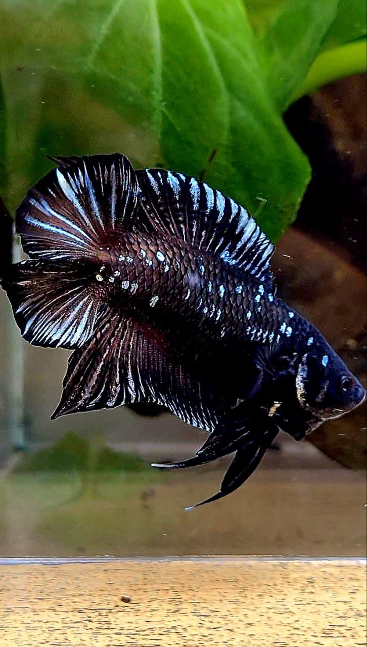 PLAKAT DOUBLE TAIL BLACK GALAXY COPPER BATMAN BETTA FISH