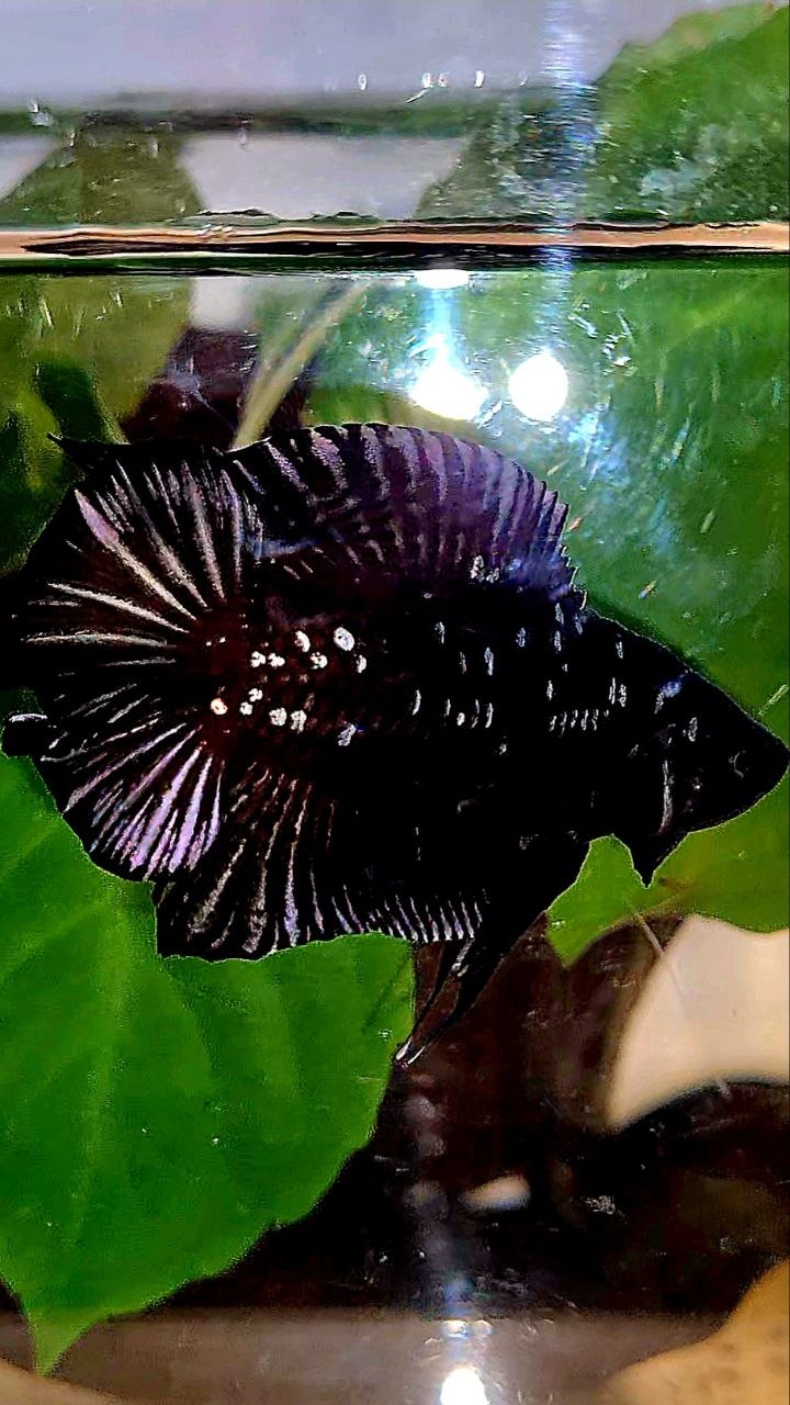 PLAKAT DOUBLE TAIL BLACK GALAXY COPPER BATMAN BETTA FISH