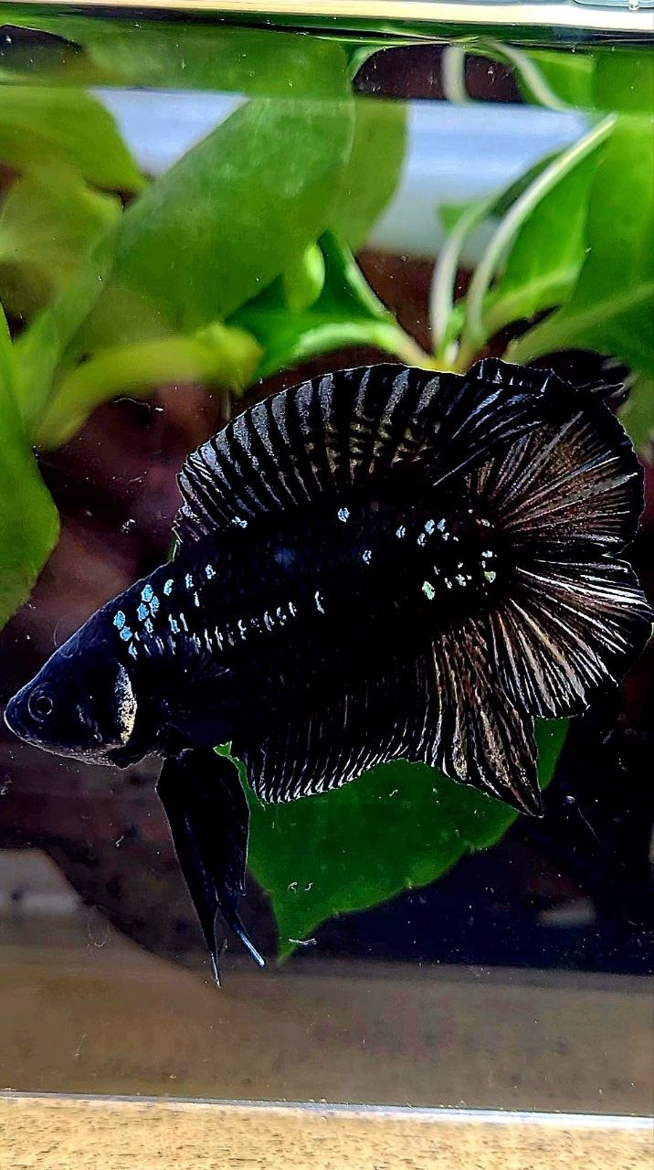 PLAKAT DOUBLE TAIL BLACK GALAXY COPPER BATMAN BETTA FISH