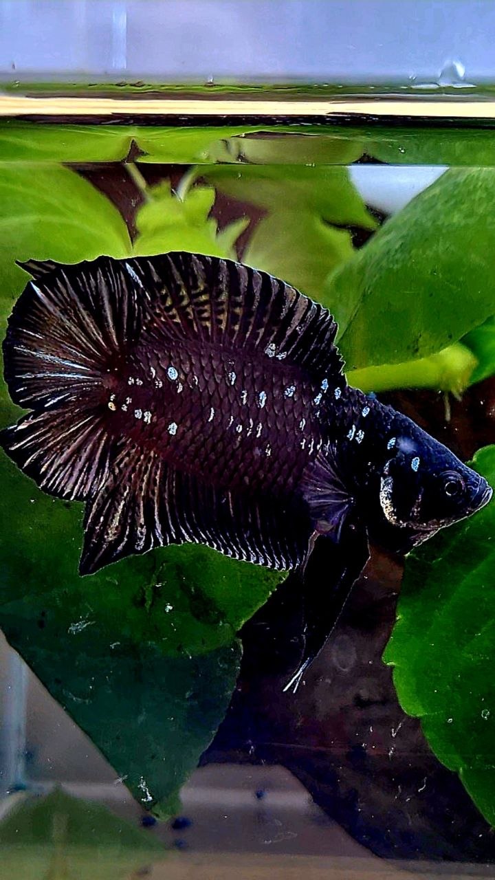 PLAKAT DOUBLE TAIL BLACK GALAXY COPPER BATMAN BETTA FISH