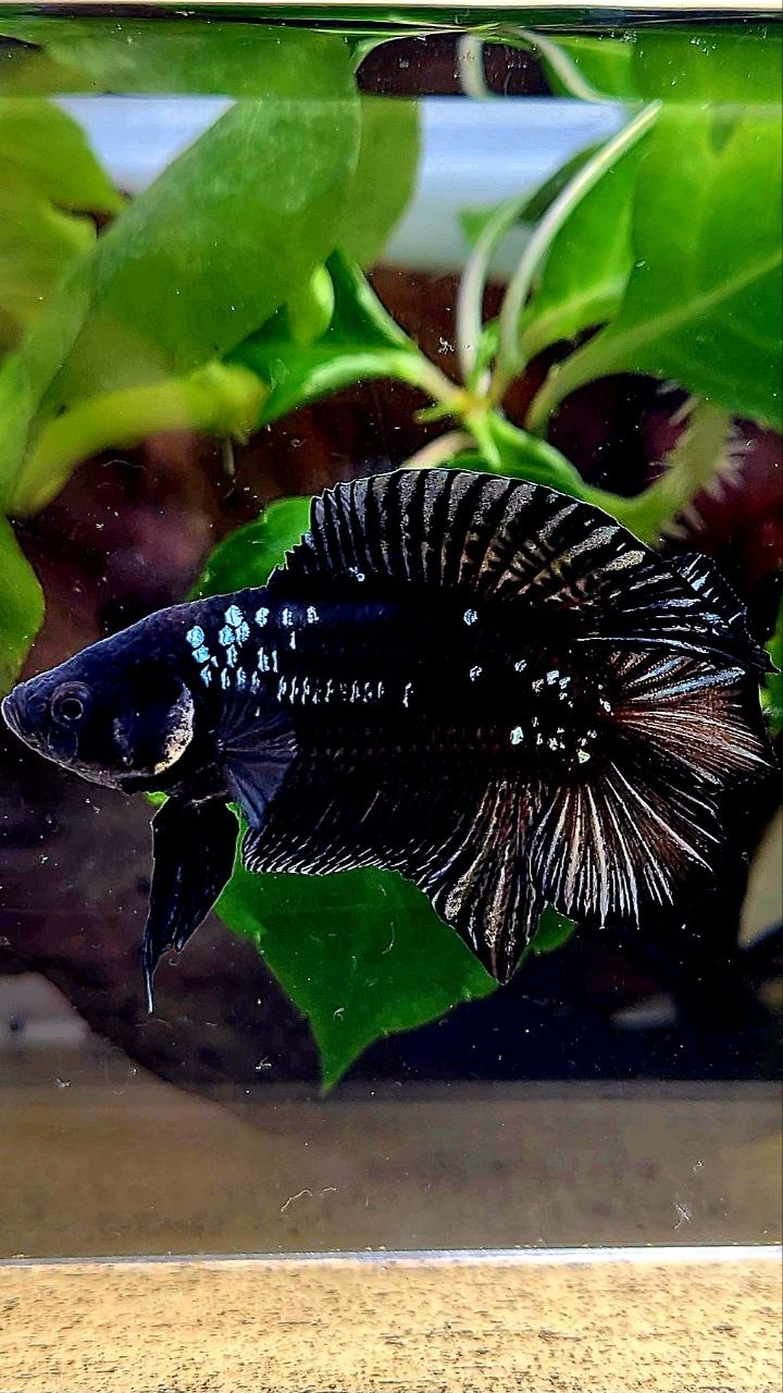 PLAKAT DOUBLE TAIL BLACK GALAXY COPPER BATMAN BETTA FISH