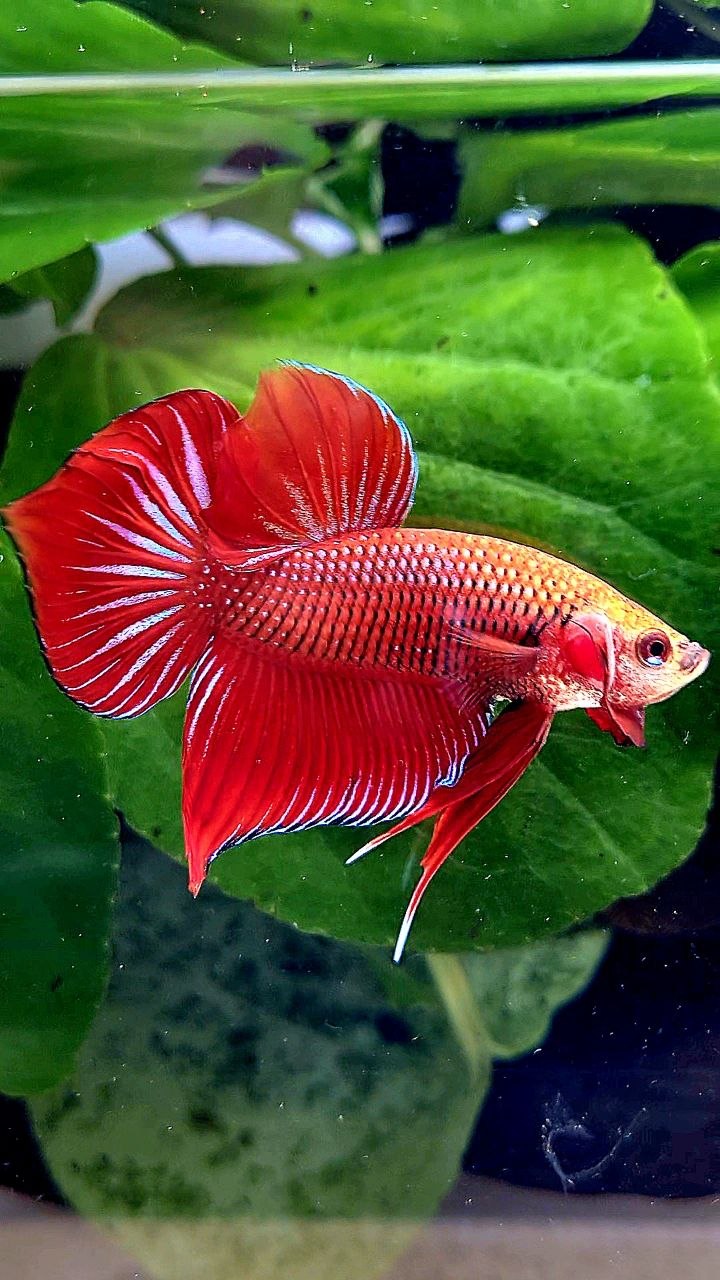 LUXURY SPADE TAIL SPLENDENS HYBRID WILD BETTA FISH
