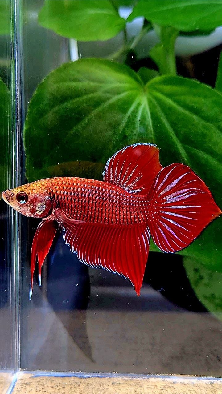 LUXURY SPADE TAIL SPLENDENS HYBRID WILD BETTA FISH