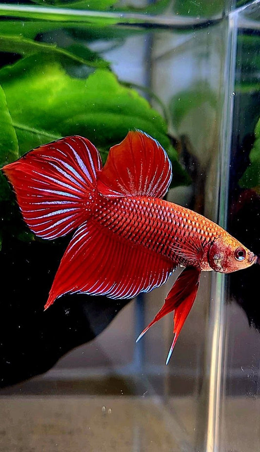 LUXURY SPADE TAIL SPLENDENS HYBRID WILD BETTA FISH