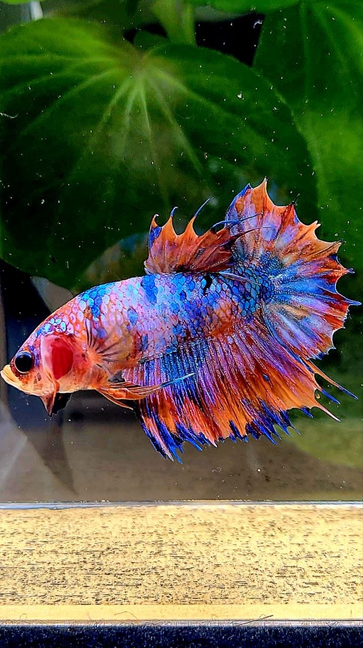 CROWNTAIL PLAKAT ORANGE CANDY MULTICOLOR BETTA FISH