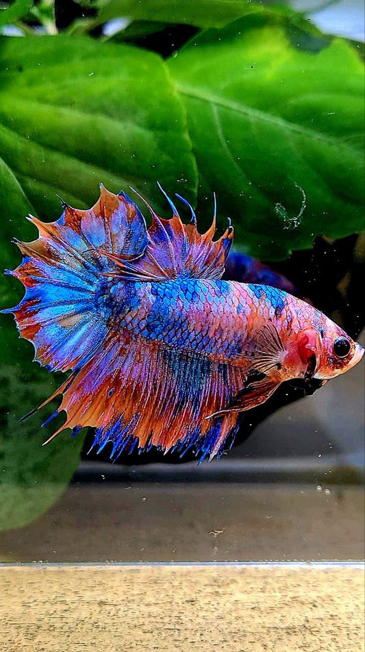 CROWNTAIL PLAKAT ORANGE CANDY MULTICOLOR BETTA FISH