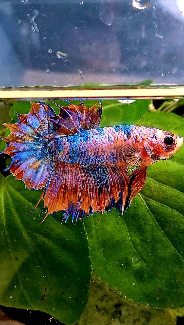 CROWNTAIL PLAKAT ORANGE CANDY MULTICOLOR BETTA FISH