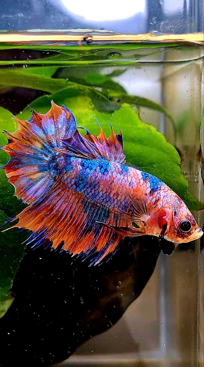 CROWNTAIL PLAKAT ORANGE CANDY MULTICOLOR BETTA FISH