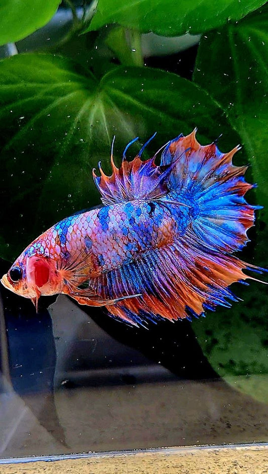 CROWNTAIL PLAKAT ORANGE CANDY MULTICOLOR BETTA FISH