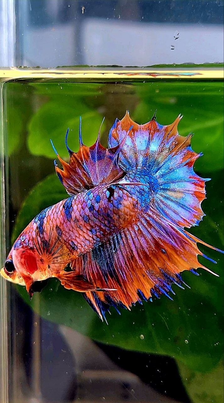 CROWNTAIL PLAKAT ORANGE CANDY MULTICOLOR BETTA FISH