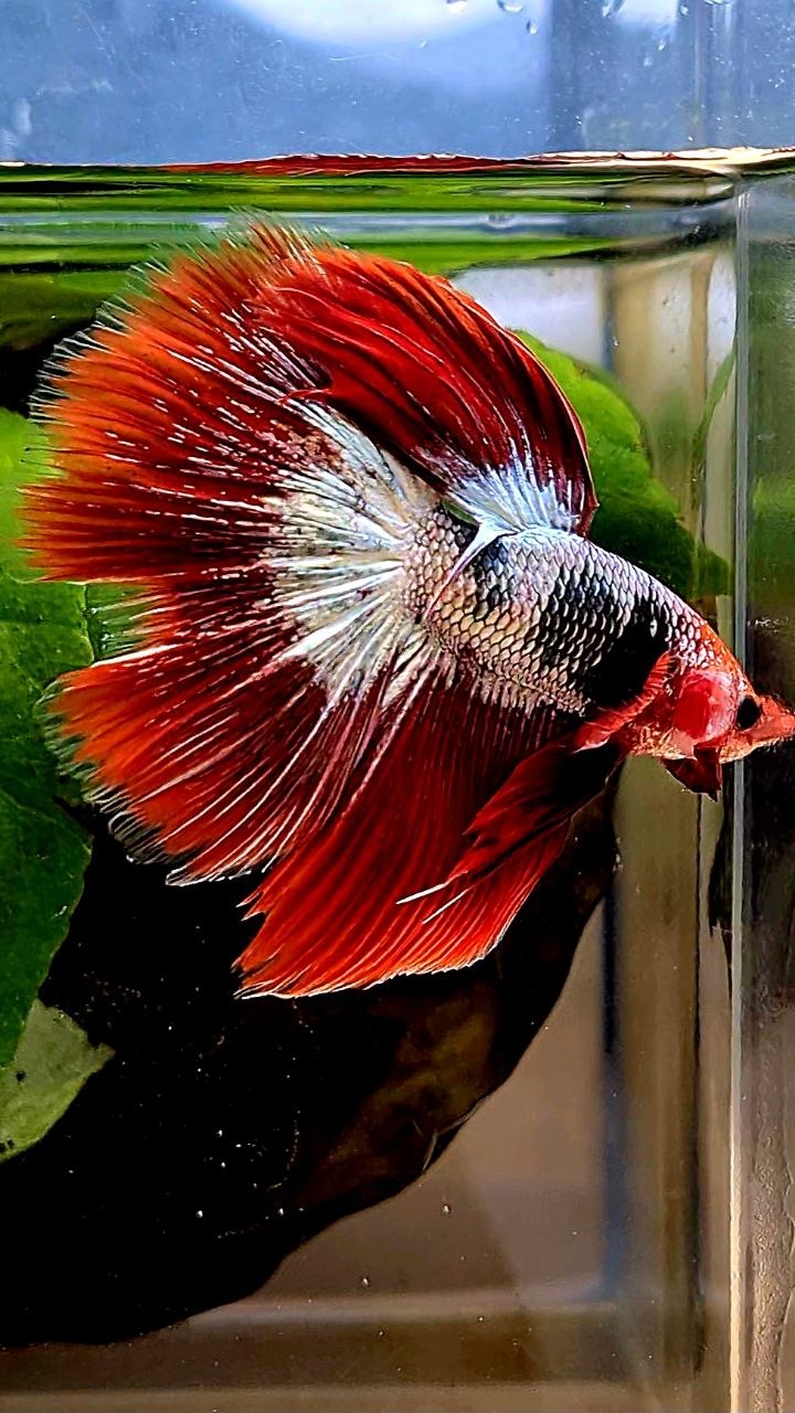 HALFMOON ROSETAIL RED FCCP FANCY COPPER BETTA FISH