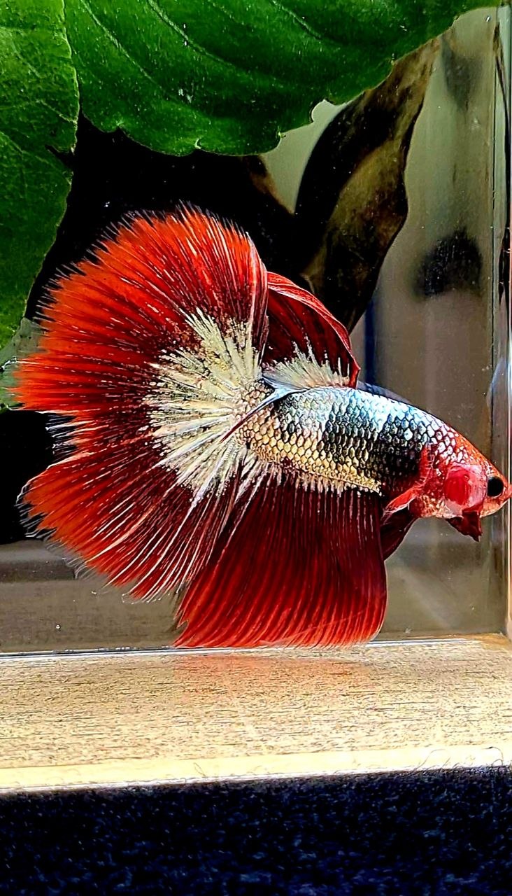 HALFMOON ROSETAIL RED FCCP FANCY COPPER BETTA FISH