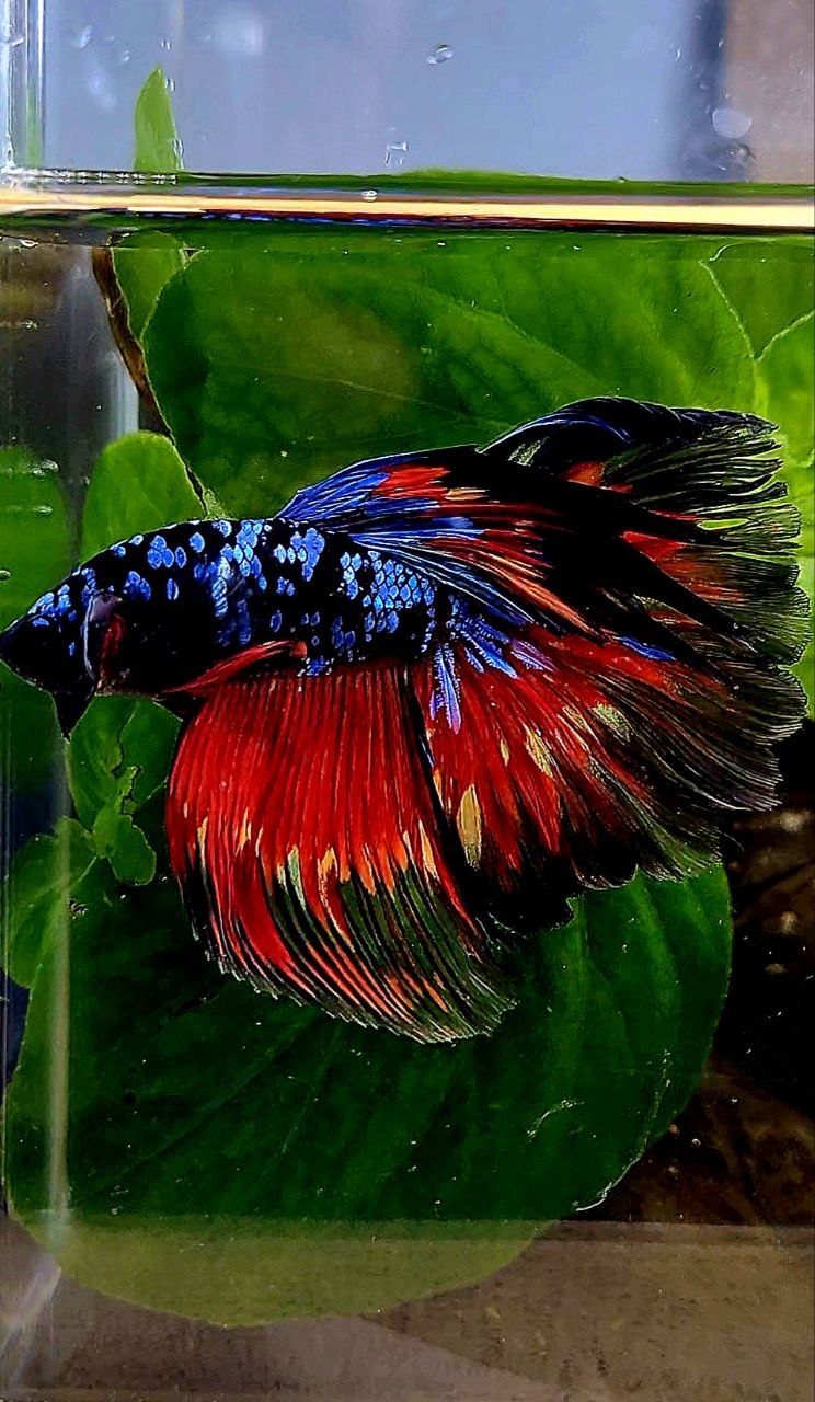 HALFMOON ROSETAIL BLACK GALAXY AVATAR VARIATION FIRE BETTA FISH