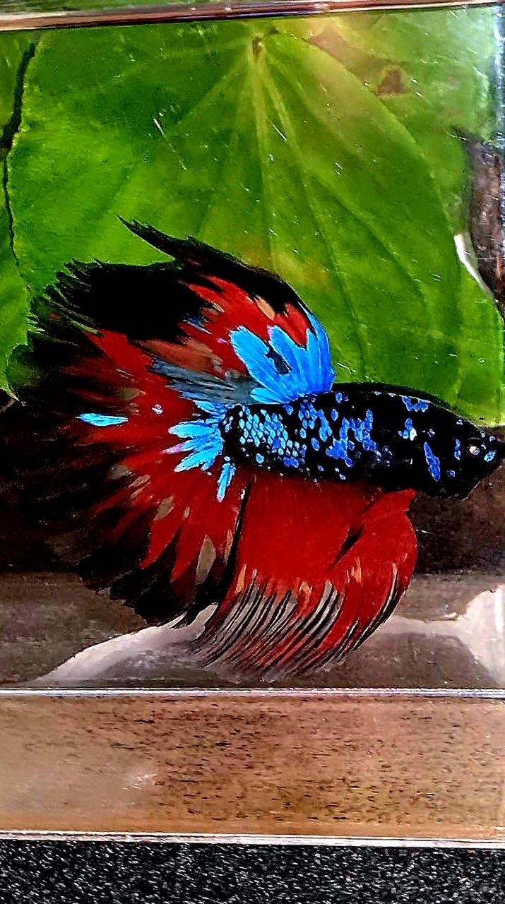 HALFMOON ROSETAIL BLACK GALAXY AVATAR VARIATION FIRE BETTA FISH