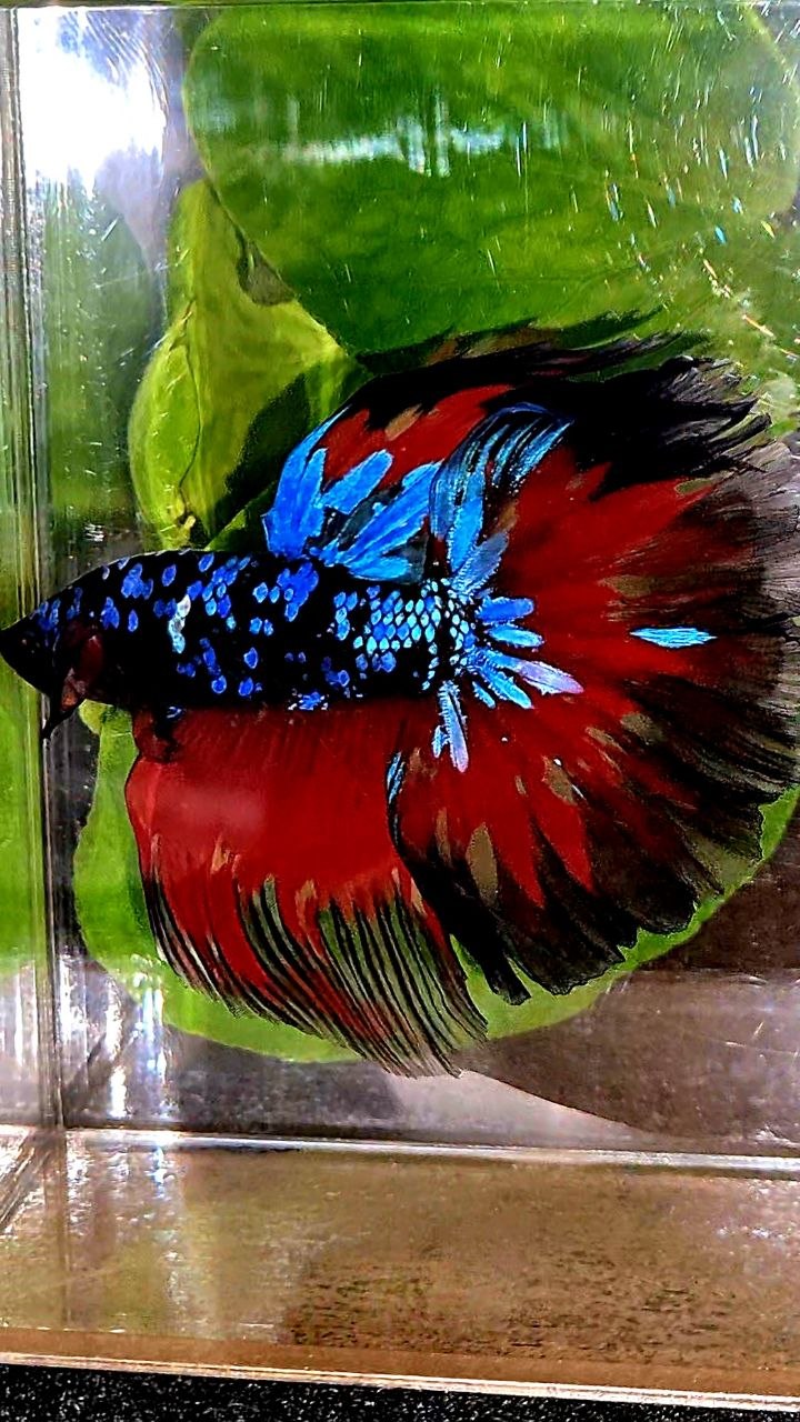 HALFMOON ROSETAIL BLACK GALAXY AVATAR VARIATION FIRE BETTA FISH