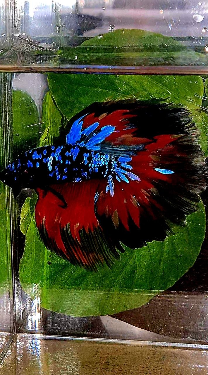 HALFMOON ROSETAIL BLACK GALAXY AVATAR VARIATION FIRE BETTA FISH