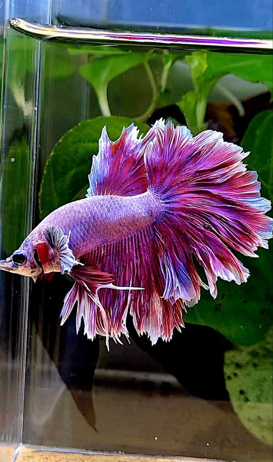 KING FEATHER TAIL HALFMOON PINK PURPLE BETTA FISH