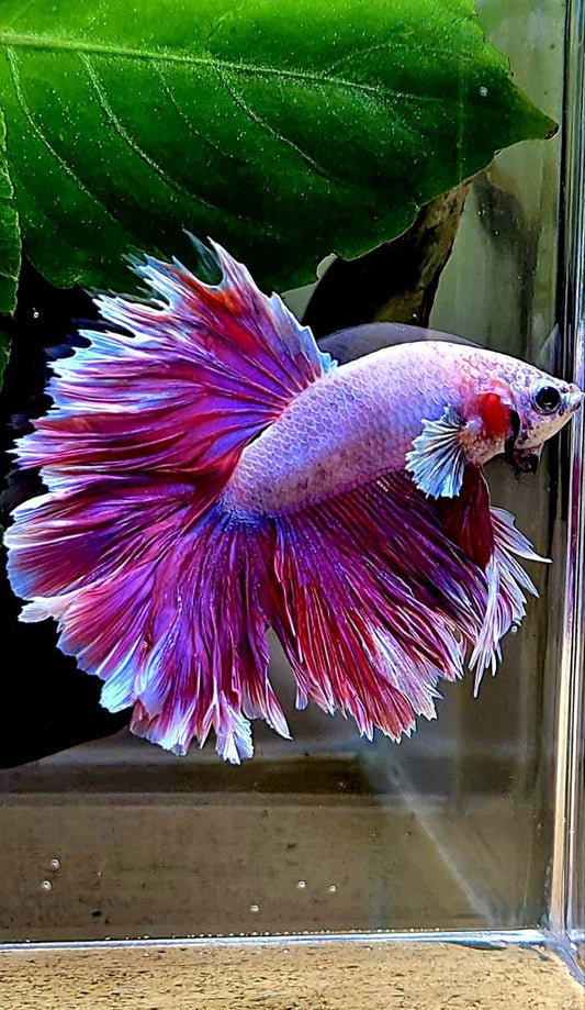 KING FEATHER TAIL HALFMOON PINK PURPLE BETTA FISH