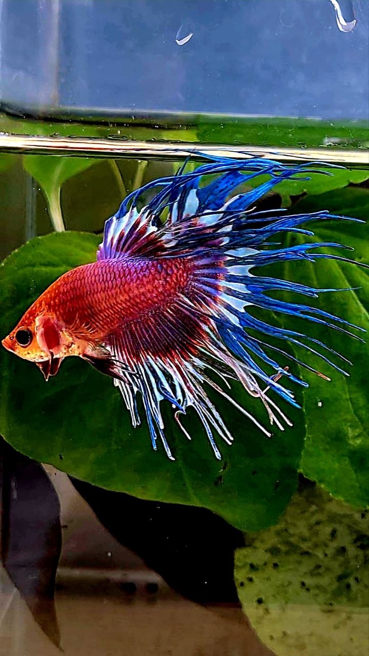 CROWNTAIL FANCY MULTICOLORBETTA FISH