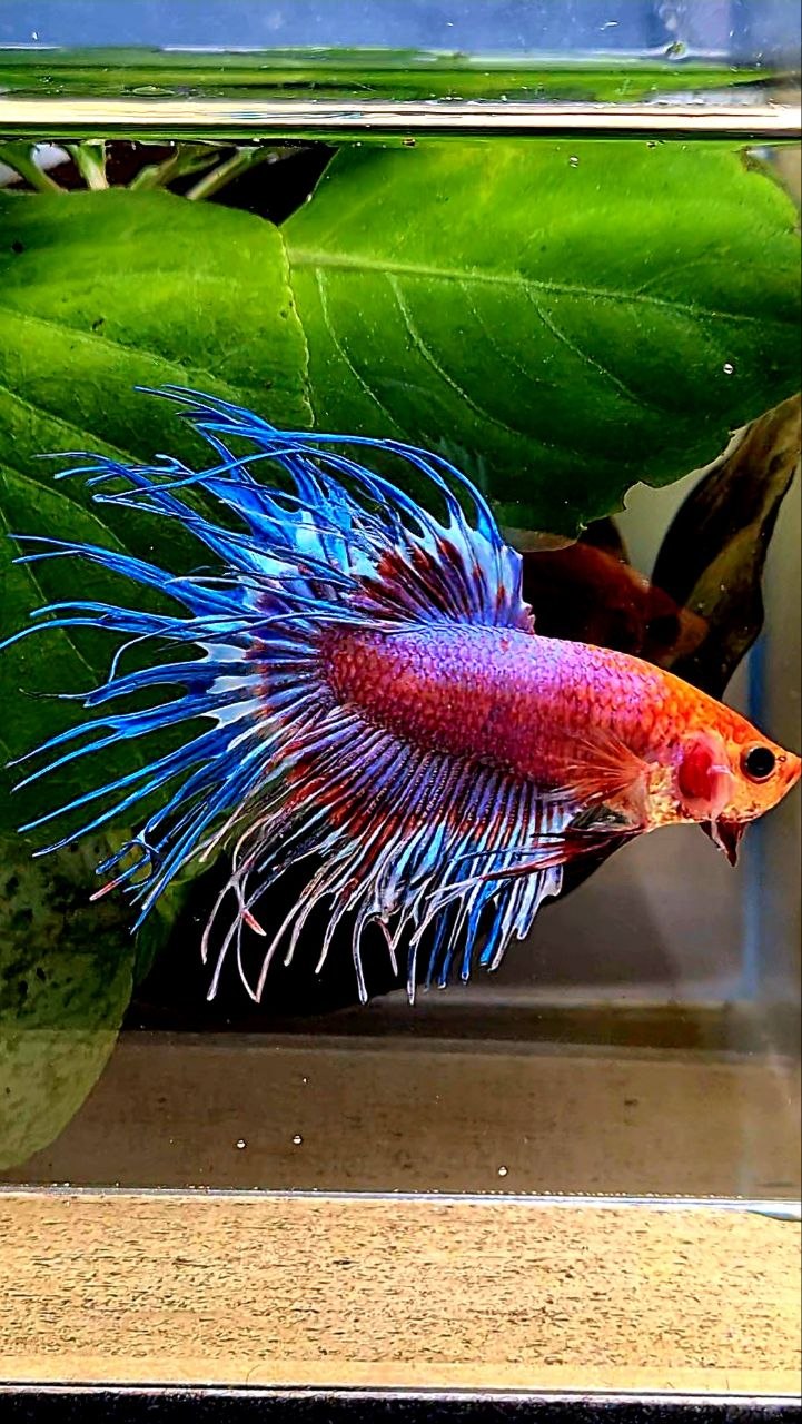 CROWNTAIL FANCY MULTICOLORBETTA FISH