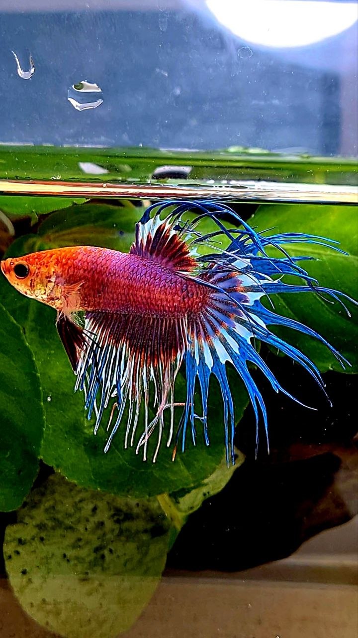 CROWNTAIL FANCY MULTICOLORBETTA FISH