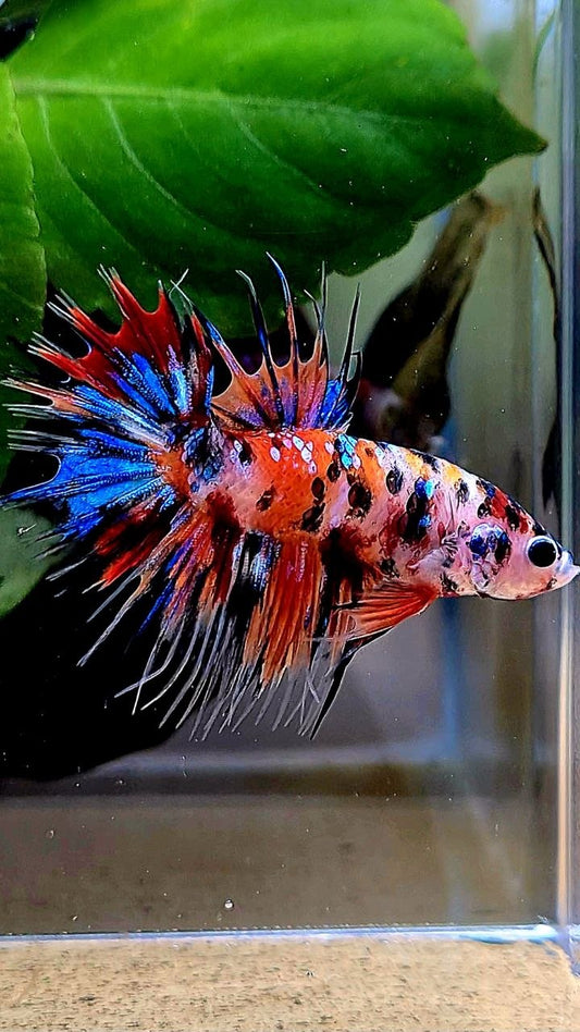 CROWNTAIL ORANGE KOI TIGER MULTICOLOR BETTA FISH
