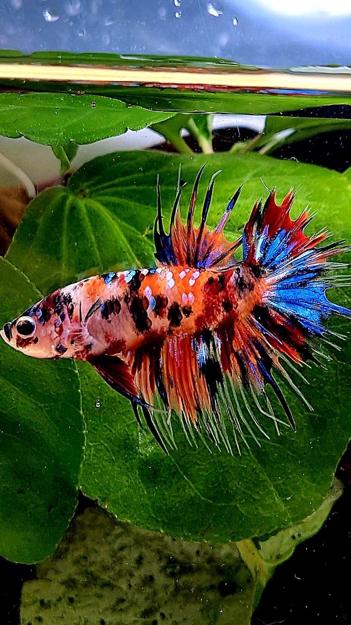 CROWNTAIL ORANGE KOI TIGER MULTICOLOR BETTA FISH