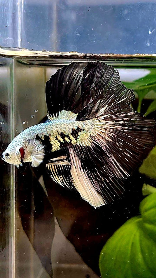 LUXURY HALFMOON ROSETAIL BLACK MAMBA SNOW SAMURAI PATTERN UNIQUE BETTA FISH