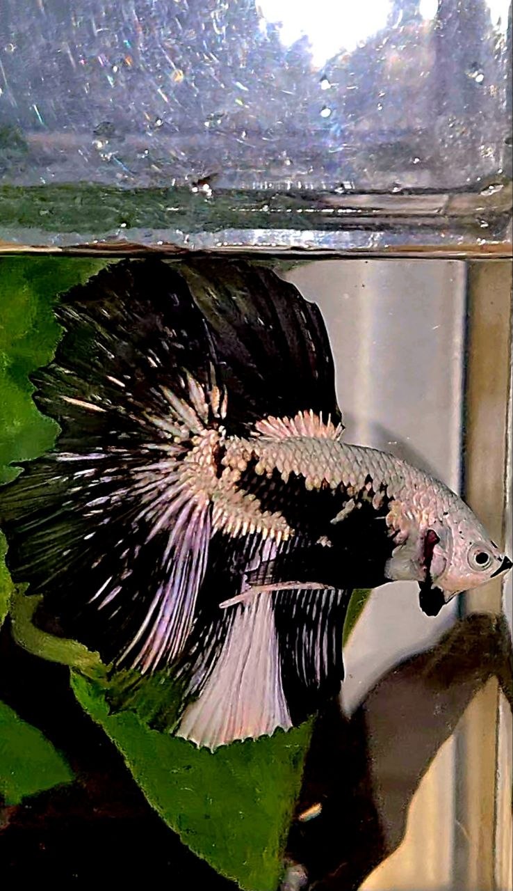 LUXURY HALFMOON ROSETAIL BLACK MAMBA SNOW SAMURAI PATTERN UNIQUE BETTA FISH