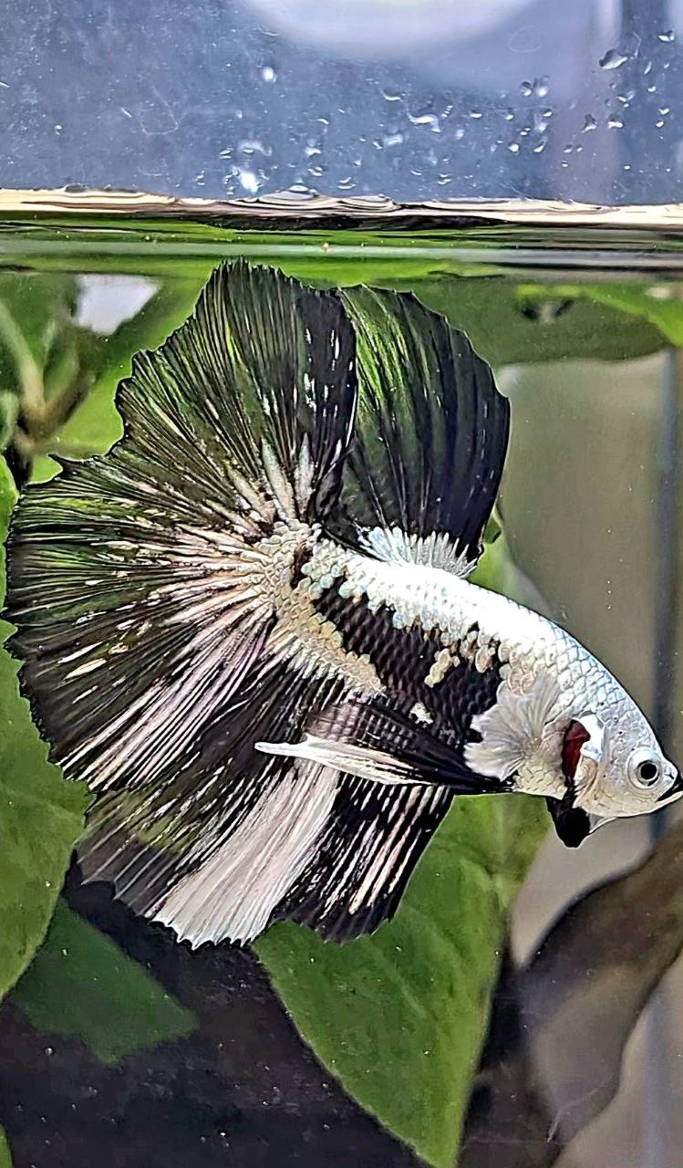 LUXURY HALFMOON ROSETAIL BLACK MAMBA SNOW SAMURAI PATTERN UNIQUE BETTA FISH