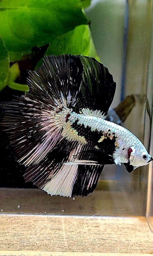 LUXURY HALFMOON ROSETAIL BLACK MAMBA SNOW SAMURAI PATTERN UNIQUE BETTA FISH