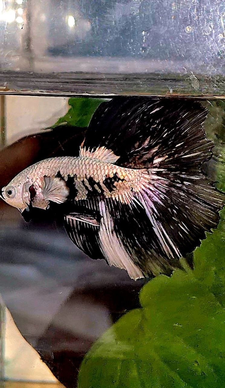 LUXURY HALFMOON ROSETAIL BLACK MAMBA SNOW SAMURAI PATTERN UNIQUE BETTA FISH