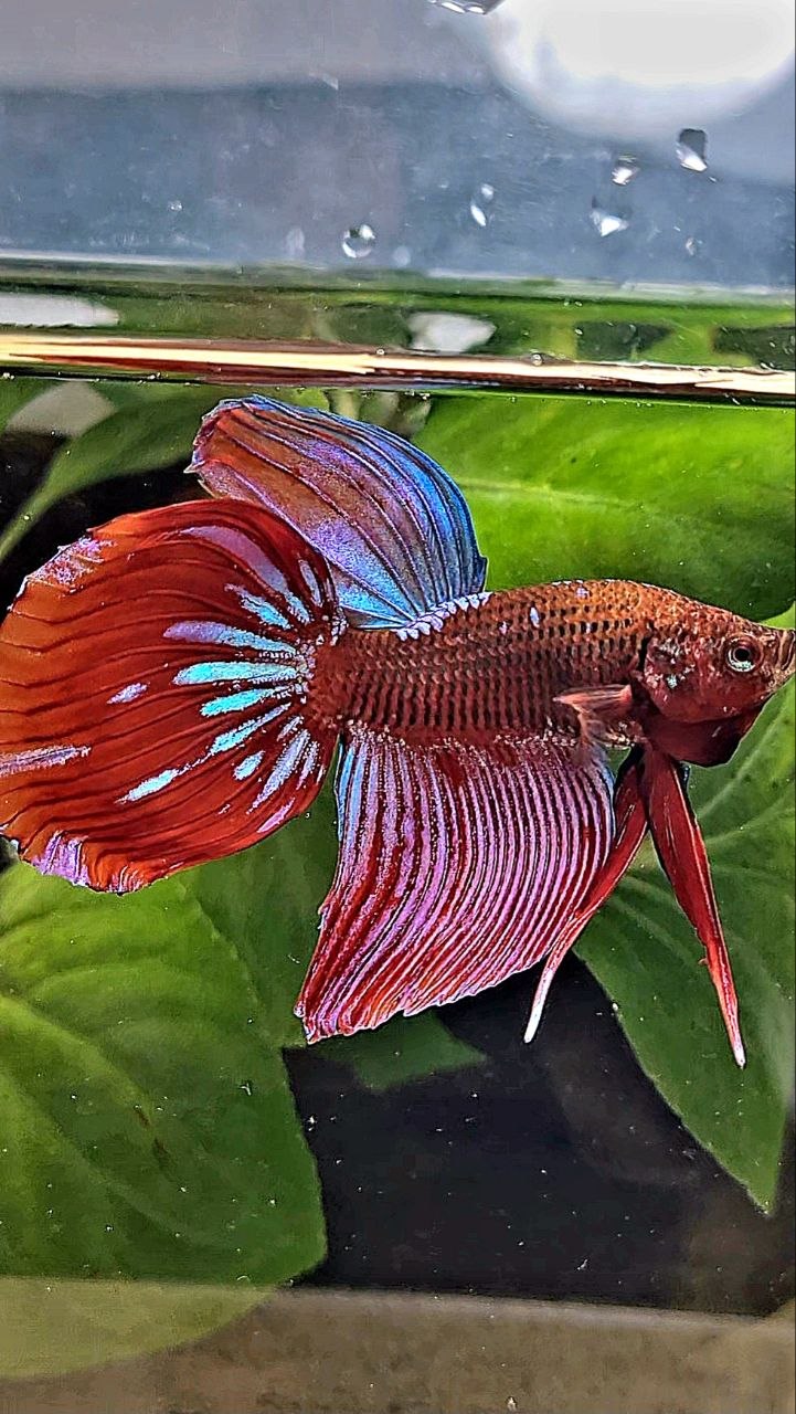 VEILTAIL RED PURPLE GALAXY EMERALD BETTA FISH