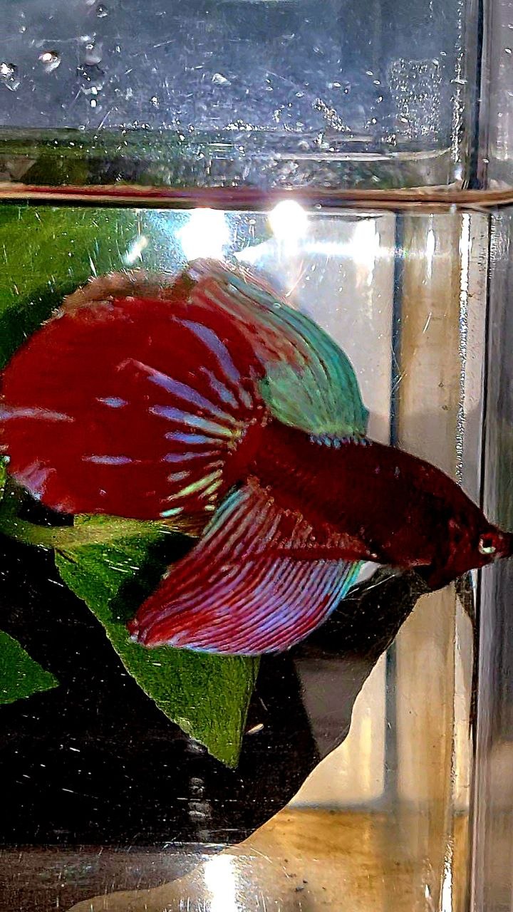 VEILTAIL RED PURPLE GALAXY EMERALD BETTA FISH