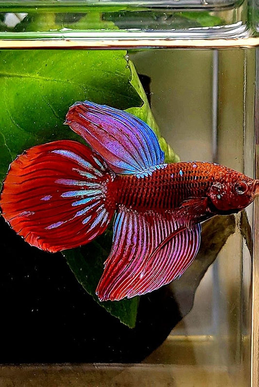 VEILTAIL RED PURPLE GALAXY EMERALD BETTA FISH