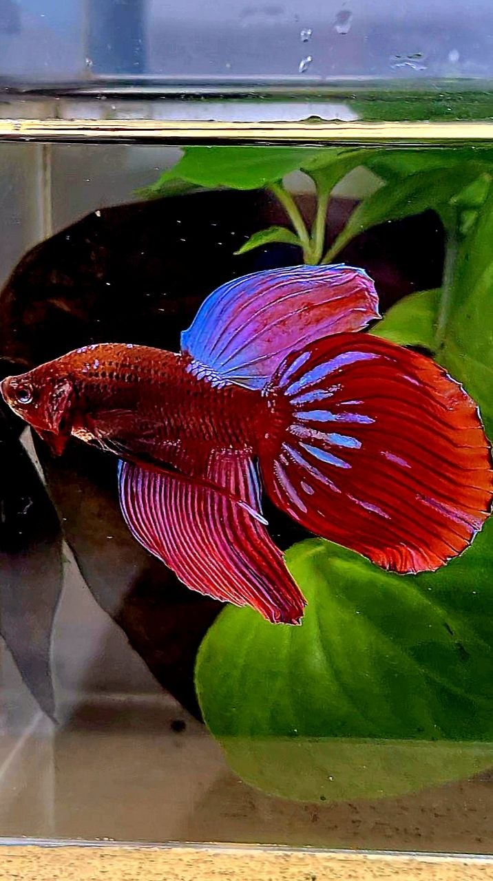 VEILTAIL RED PURPLE GALAXY EMERALD BETTA FISH